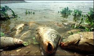 Рыба массово гибнет на берегах Днестровского лимана. Фото с сайта: jherai.wordpress.com