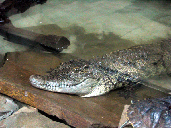 Крокодилица из одесского акватеррариума тоже будет жить в озере "Пандоры"
Фото - timer.od.ua