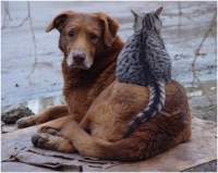 Добровольцы помогут бездомным животным. Фото: vk.com