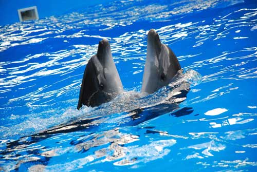 Справочник - 1 - Одесский дельфинарий Нэмо