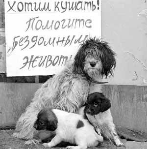 Одесситы забирают домой только породистых бездомных животных.
Фото - nft.ucoz.ru.