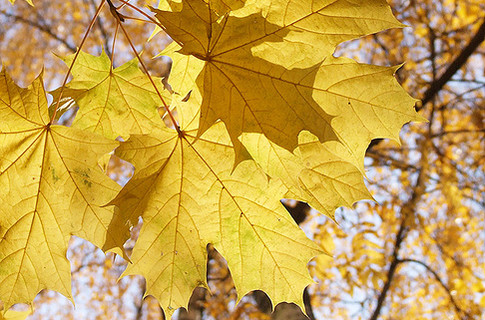 В Одессе царит осень.
Фото - flickr.com.