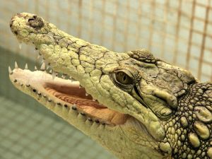 Единственный в Европе крокодил-альбинос. Фото-chinizelli.com