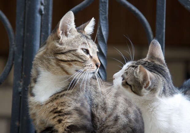 Одесские коты - замечательные модели. Фото: Александр Левицкий
