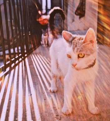 Вниманию одесситов представили выставку, посвященную дворам и котам. Фото-Ирина Рудая
