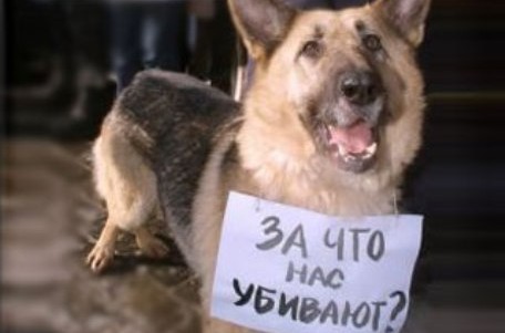 За раз в могильник скинули трупы 200 собак.
Фото - segodnya.ua.
