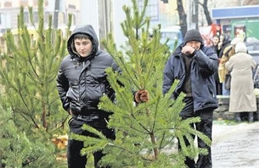Хорошо присматривайтесь к елке, которую покупаете. Фото segodnya.ua
