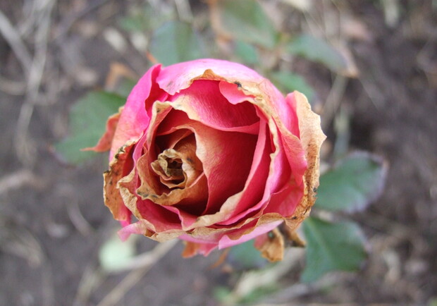 В садах цветут "новогодние" розы. Фото: Ирина Кипоренко