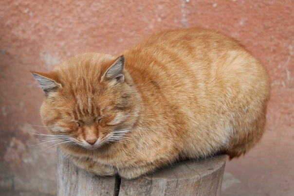 В Одессе живут просто  легендарные коты. Фото - Елена Мизенко