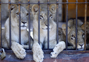 Животные одесского зоопарка пока что хорошо переносят холода.  Фото - korrespondent.net