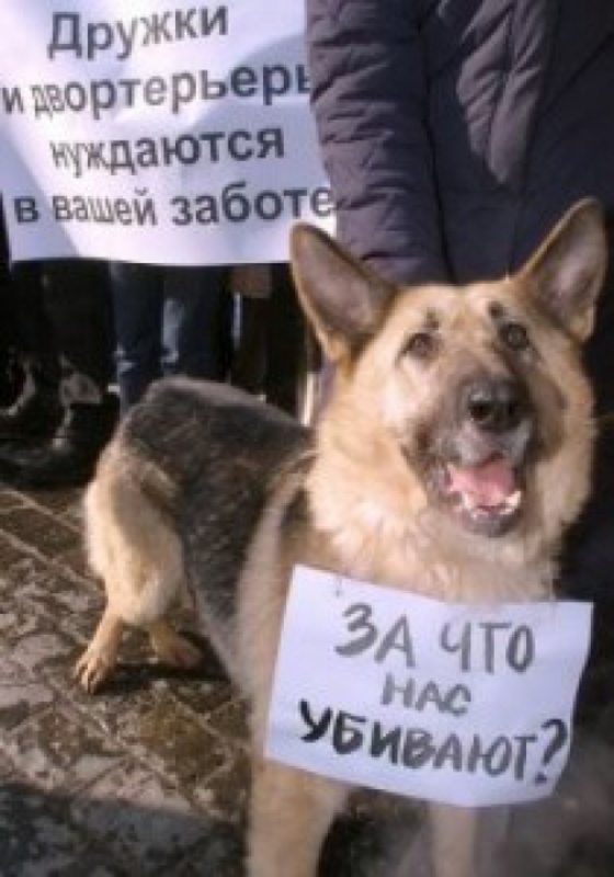 Поводом для проведения акции стали факты бесчеловечного истребления собак. Фото: blogs.mail.ru