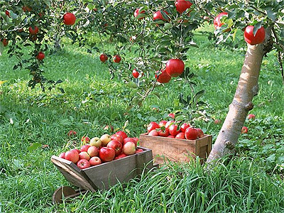 Горожане смогут собирать яблоки на одесских склонах. Фото - open-krasnodar.ru