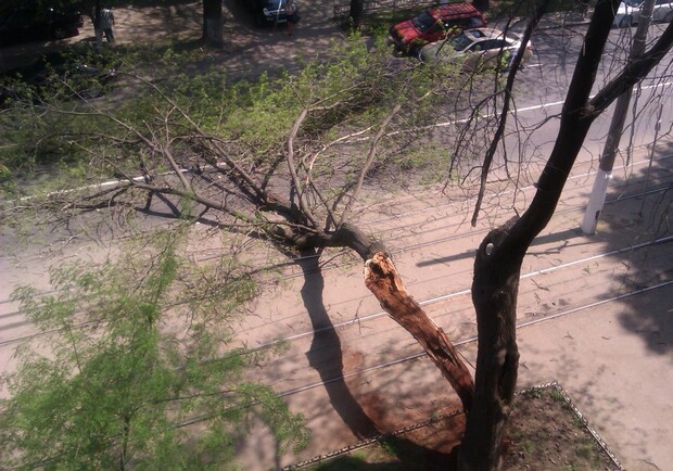 Дерево перегородило дорогу и трамвайные пути. Фото: Danilenko ("Одесский форум").