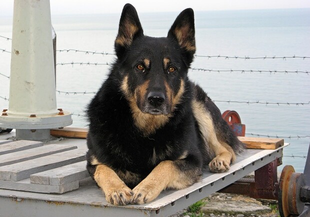 Собака-пограничник унюхала контрабанду. Фото с сайта: fotki.yandex.ru.