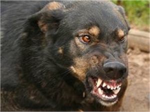 Одесситов просят помочь найти собаку. Фото - kp.ua