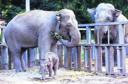 Когда-то у слонихи Венди было семейное счастье, а сейчас в ее честь устраивают праздники. Фото с сайта: segodnya.ua.