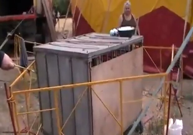 В пригороде Одессы в цирке мучают животных. Фото - скриншот видео. 