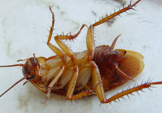 А на самом деле тараканов никто не травит. Фото - radosvet.net.