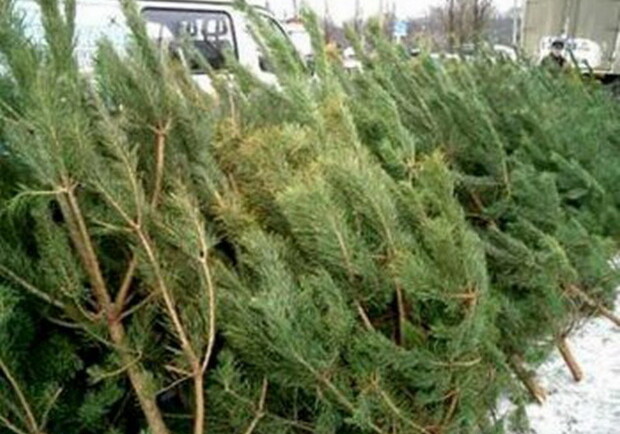 Продавцы даже поливали брошенные елки керосином, чтобы люди не забирали их домой. Фото с сайта: gazeta.a42.ru.