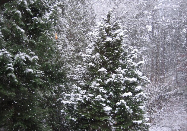 Начало января в Одессе будет снежным. Фото - сезоны-года.рф