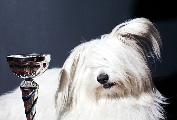 В Одессе вывели новую породу собак - Одис. Фото - zooclub.ru