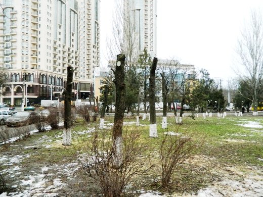 За спиленные деревья придется рассчитываться. Фото с сайта: odessa.ua.