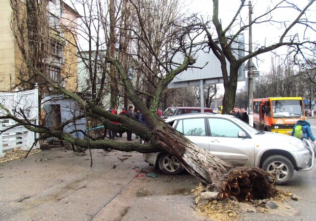 Упавшее дерево придавило внедорожник в Одессе.