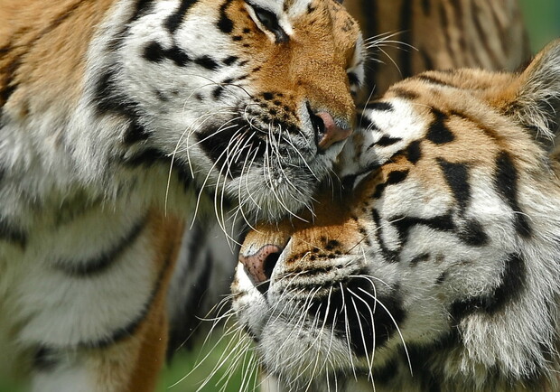 В зоопарке пройдет свадьба тигров. Фото - gdefon.ru
