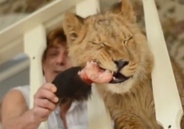 В Одессе проводят фотосессии с львенком. Фото - скриншот видео. 