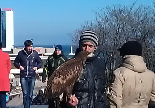 На Приморском бульваре по-прежнему предлагают сфотографироваться с орлами. Фото: Артём Рудомёткин.