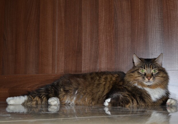 Новость - Досуг и еда - Мэр Одессы показал своего огромного кота