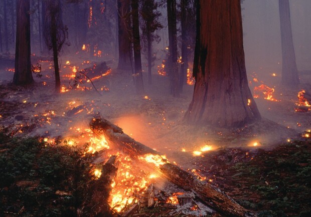 По вине отдыхающих сгорел лес. Фото - nnm.ru 