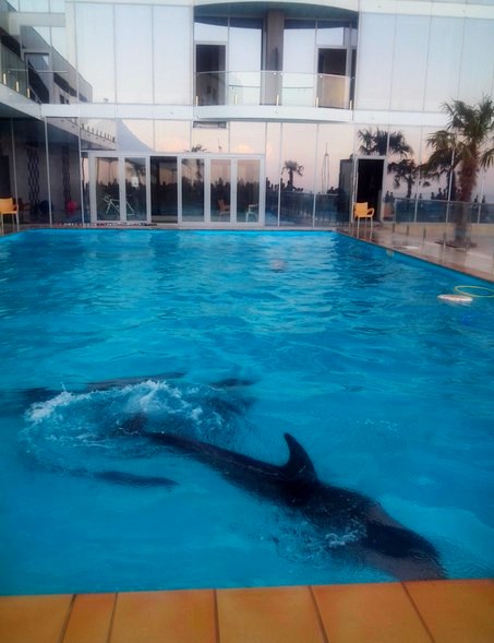 Теперь посмотреть на дельфинов стоит денег. Фото: Валерия Егошина.