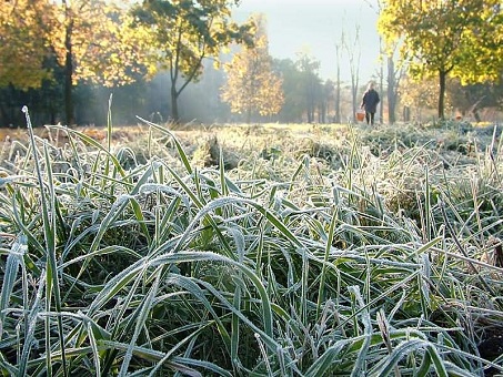 В Пальмиру все-таки идет зима. Фото - meteovesti.ru