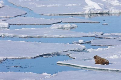 Люди не могут плавать среди льдин как настоящие моржи. Фото с сайта: animaltime.ru.