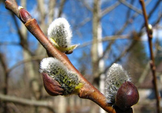 Весна уже ощущается! Фото с сайта azbyka.kz