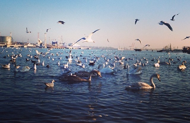 Можно снова приезжать кормить птиц. Фото с сайта: kiev.com.ua.