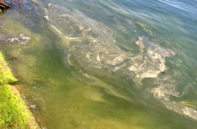 Новость - События - Экологи молчат о странной пленке у одесских пляжей (фото)