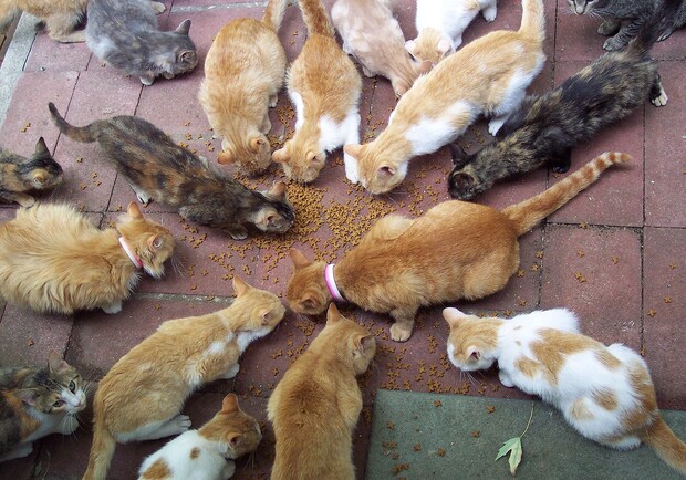 Новость - События - Одесситы завели дома 80 кошек