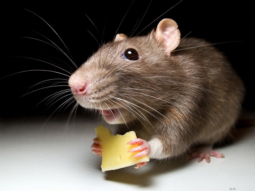 Новость - Досуг и еда - В одесском супермаркете шокированные посетители нашли в тортах мышь