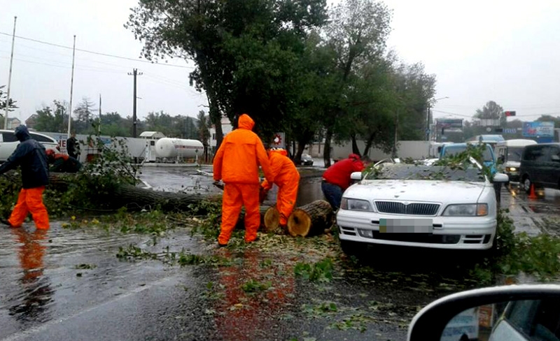 Новость - События - Из-за сильного ветра падают деревья: есть пострадавшие