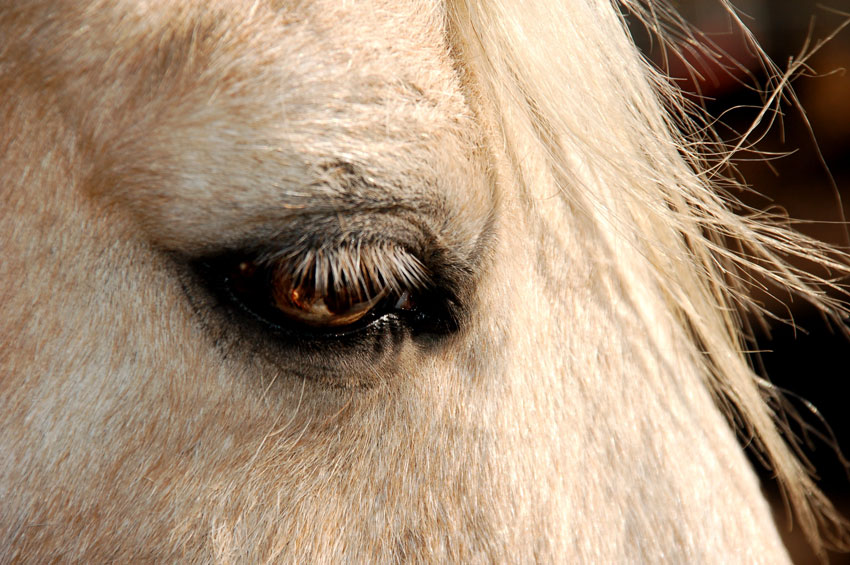 Живодеры в Одессе замучили лошадь