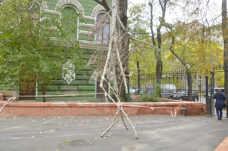 Новость - События - Во дворе ОНУ до сих пор висит сломанное дерево и грозит упасть на голову