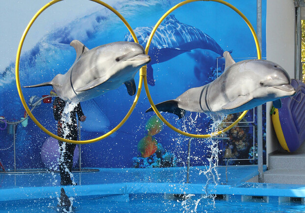 Афиша - Детям - Шоу с дельфинами