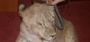 Французский дрессировщик покажет харьковчанам номер с семью львами