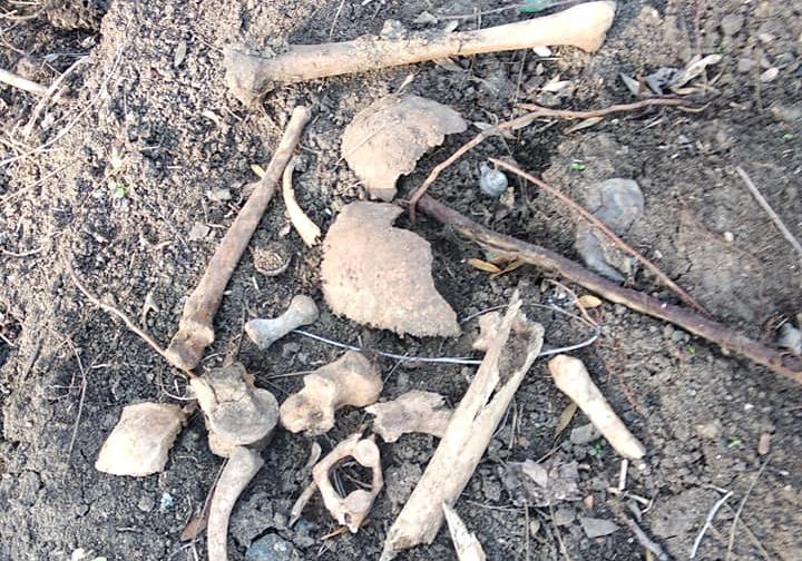 В Преображенском парке нашли множество человеческих костей  Фото: Алексей Костржицкий


