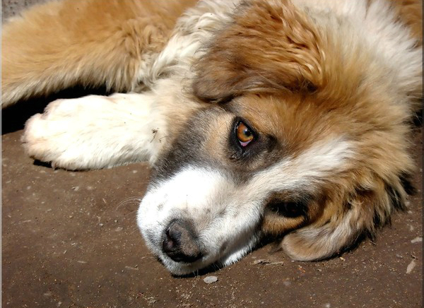 Под Одессой мужчину оштрафовали за издевательство над своим псом  Фото: privet-sovet