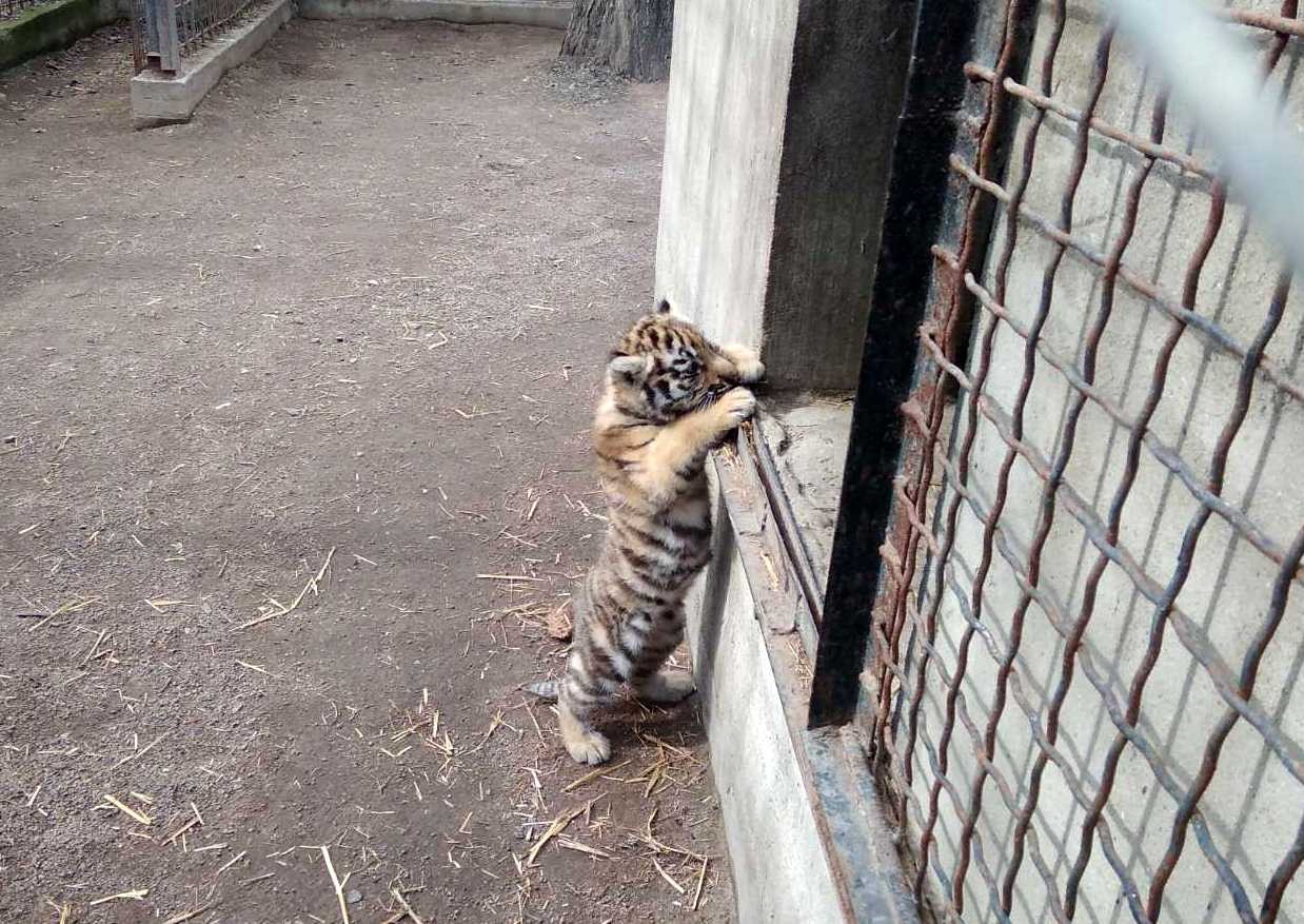 В одесском зоопарке родился тигренок  Фото: горсовет 