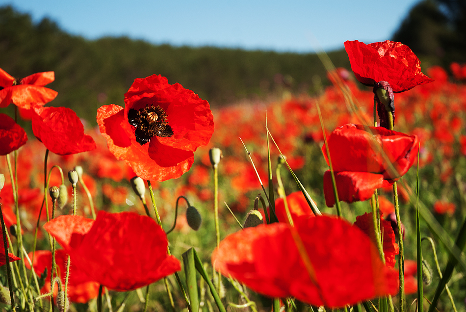 Маковые поля в Крыму: где устроить фотосессию?