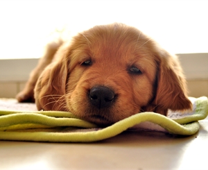 Ветеринарам разрешили использовать кетамин